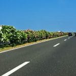 Oleandri na avtocesti