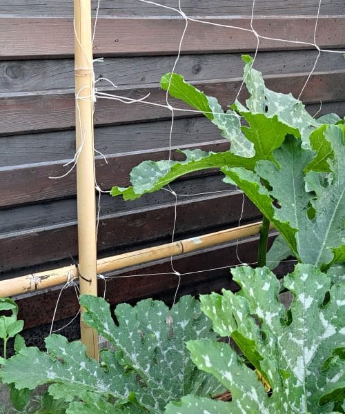 To je najboljši način, kako vzgojiti kumare na vrtu s pomočjo žične opore