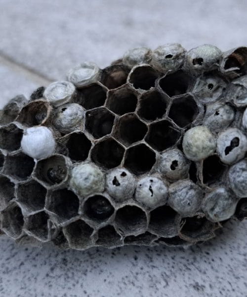 Ta poletna napaka vas lahko stane mirnega vrta: stvari, ki privlačijo ose