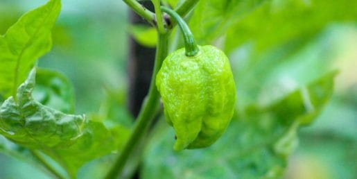 Paprike padajo z rastline, še preden dozorijo: pomanjkanje kalcija ali napačno zalivanje?