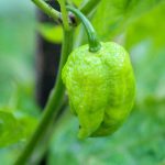 Paprika izgleda slabotno