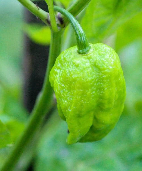 Paprika izgleda slabostno? Dodajte ji pravo gnojilo