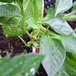 Paprika na domačem vrtu