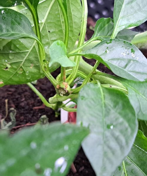 Ali veste, zakaj vam paprike gnijejo samo spodaj?