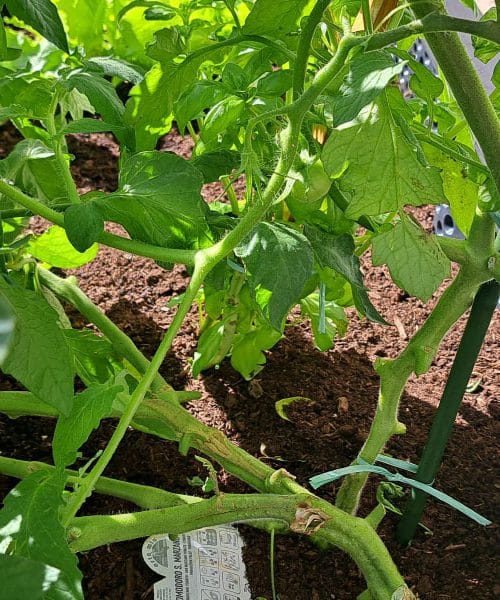 Če želite rdeče in zdrave plodove, morate paradižnik tudi obrezati