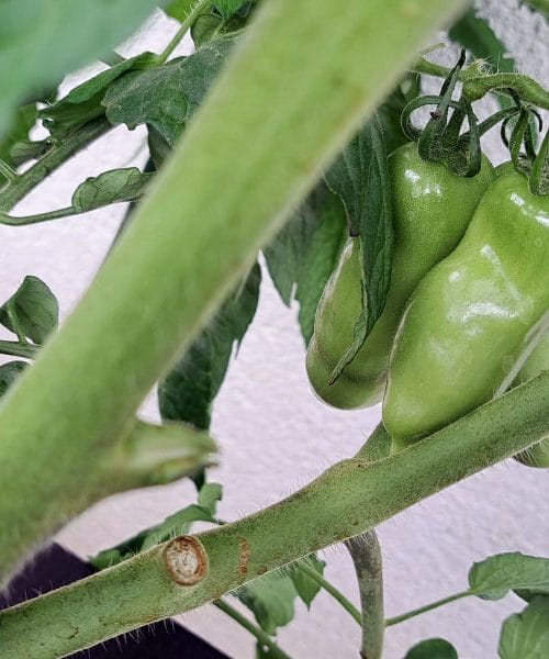 Zakaj paradižnik na vrtu noče pordečeti in kako to rešiti?