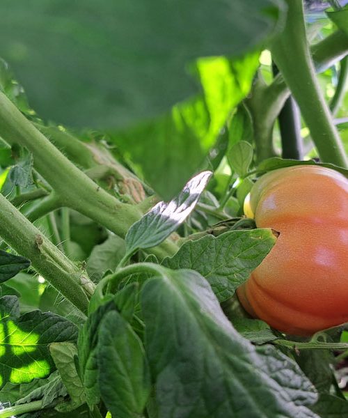 Kako koloidno srebro pomaga pri preprečevanju plesni na paradižniku in kumarah