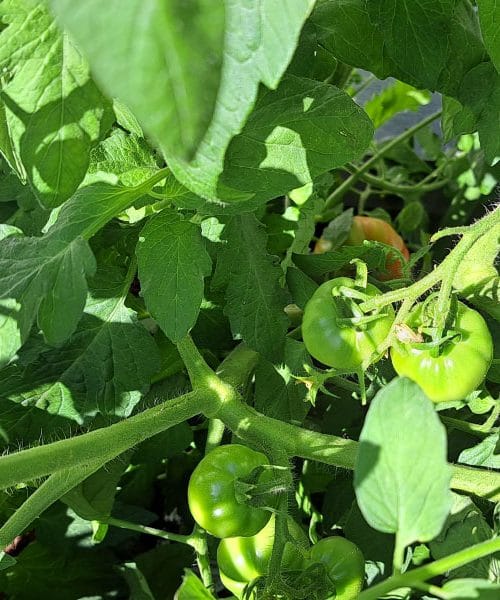 Če boste paradižnik pustili tako rasti, vas bo avgusta presenetil z obiljem