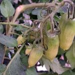 Paradižniki, odbiranje plodov