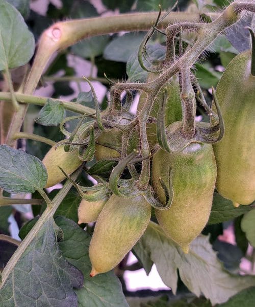 Če manjših paradižnikov ne odstranite pravočasno, bodo večji ostali brez okusa