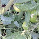 Paradižniki, soda bikarbona