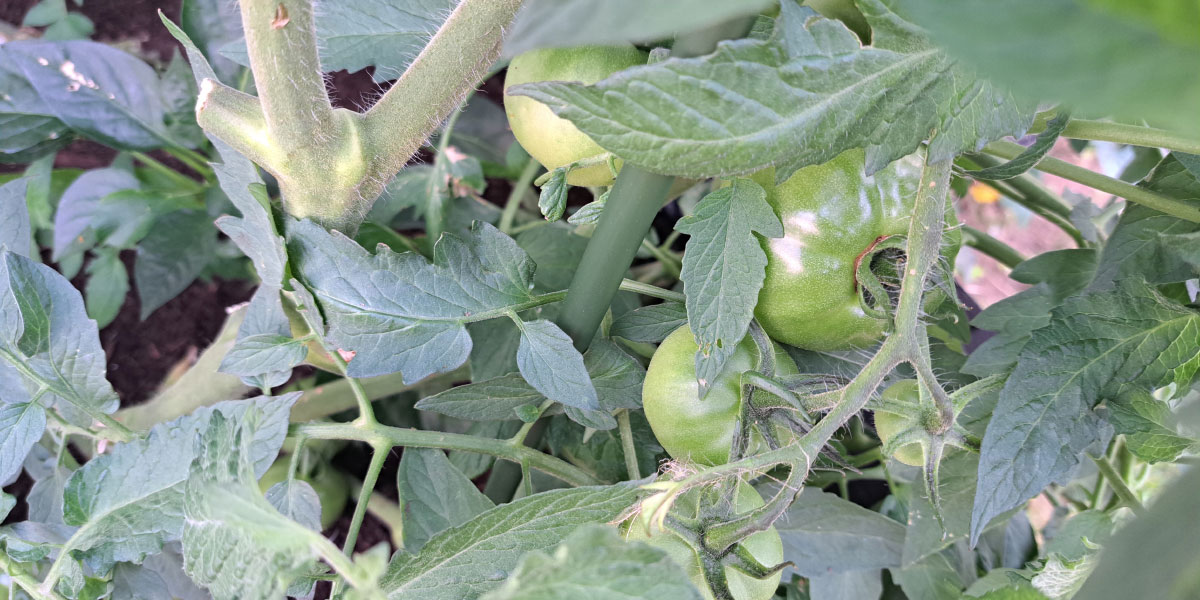 Paradižniki, soda bikarbona