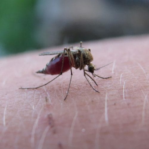Na Hrvaškem trije okuženi z virusom Zahodnega Nila, ki ga prenašajo komarji