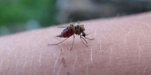 Preprost trik po piku komarja lahko umiri srbenje, a pri njem velja previdnost