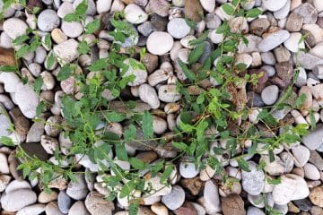 Plevel v pesku? Rešitev je presenetljivo preprosta