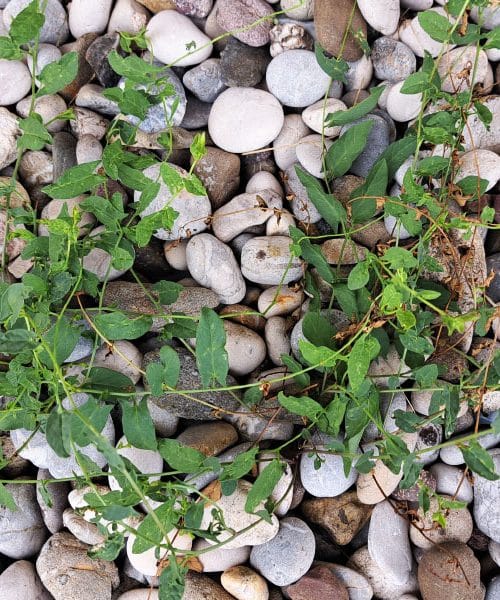 Plevel med gramozom izgine v nekaj dneh s to mešanico iz kuhinje