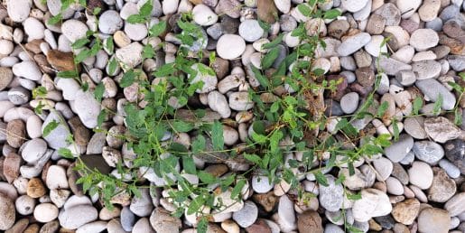 Plevel v pesku? Rešitev je presenetljivo preprosta