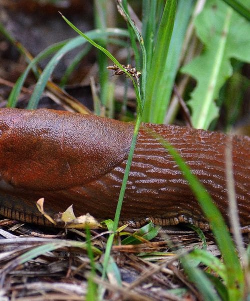 Polži na vrtu: kako jih odgnati in preprečiti škodo?