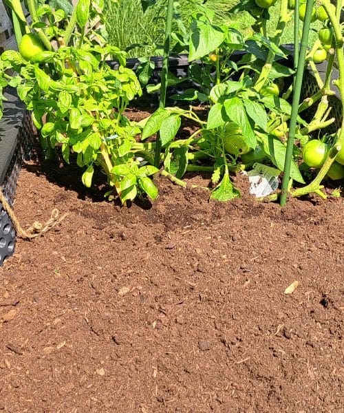 Kaj posaditi konec julija na visoko gredo za jesenski pridelek?