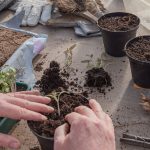 Presajanje rož v lonce