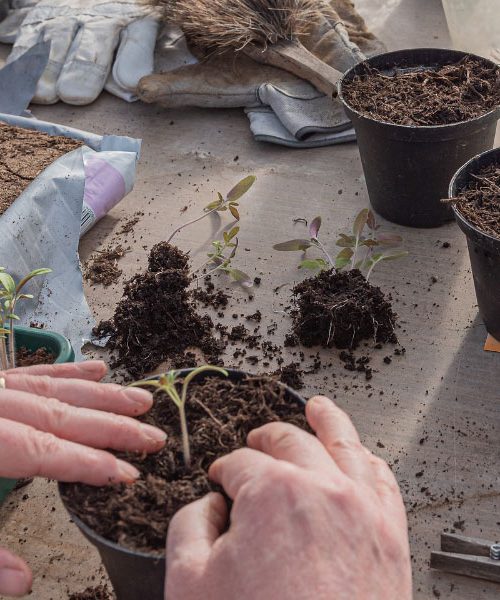 Vrtnarji, ki ne čakajo na pomlad: Zakaj je januar trenutek za nakup semen