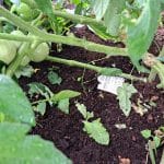 Razpokan paradižnik