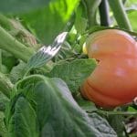 Paradižniki, zalivanje
