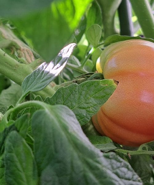 Kako pogosto je treba poleti zalivati paradižnike? To pravijo strokovnjaki