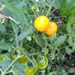 Rumeni paradižnik