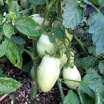 San Marzano paradižnik