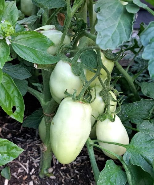 Paradižniki San Marzano sredi julija potrebujejo nekaj, kar drugi paradižniki ne