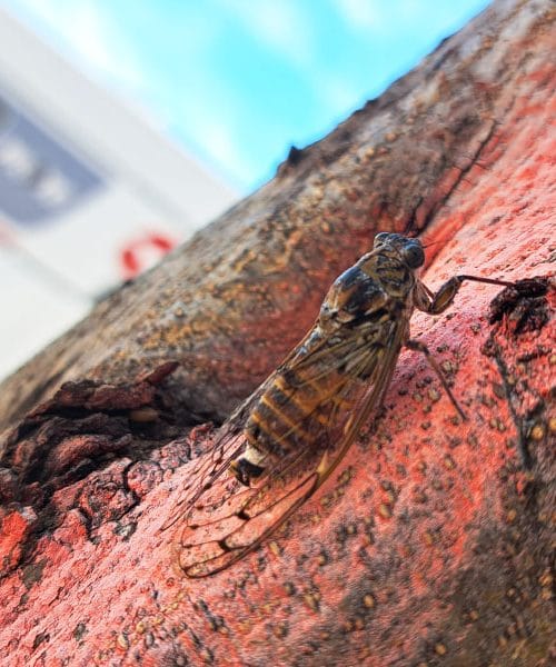 Škržati – najglasnejši poletni koncert na Jadranu