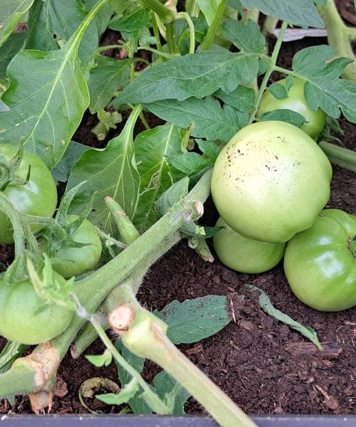 Največja napaka po koncu sezone paradižnika, ki jo počne večina vrtnarjev