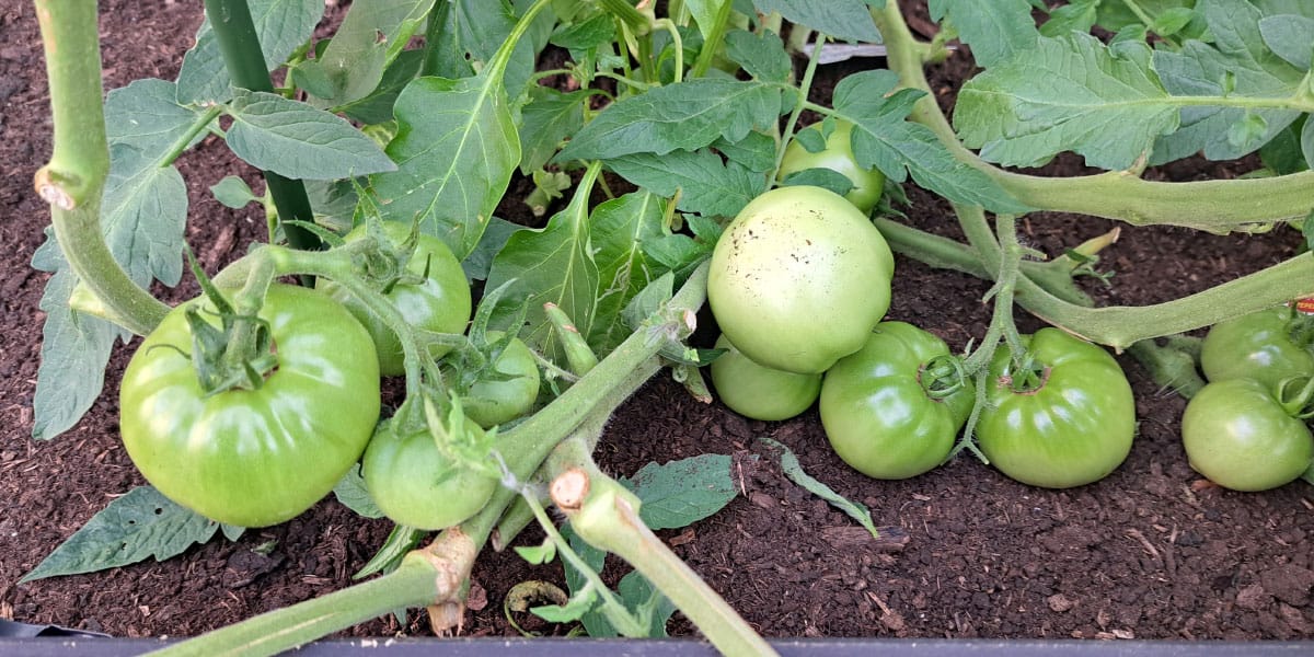 Sončnice poleg paradižnika