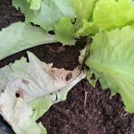 Suhi listi na solati