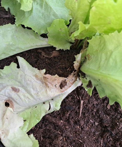 Zato je pomembno, da odstranite suhe liste na solati