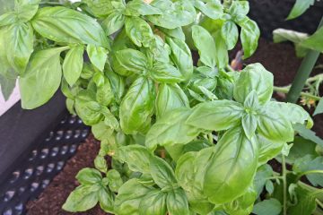 Bazilika – sveta rastlina blaginje in sreče