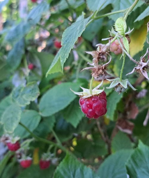 Sveže maline z vrta so čudovite, a jih znate pravilno shraniti?