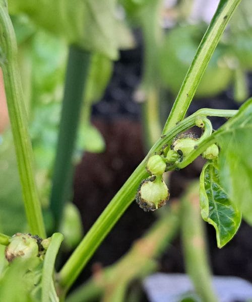 Uši na sadikah paprike znajo uničiti ves trud vrtičkarjev