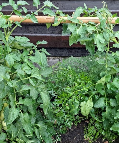 Kdaj po dežju znova zaliti vrt, da ne škodujete rastlinam?