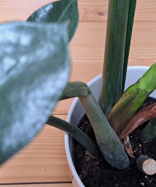 Tako lahko pomagate zamiji, ko požene nove liste