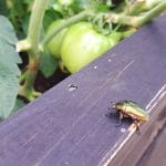 Zeleni hrošči na visoki gredi