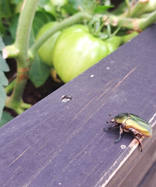 Zeleni hrošči na visoki gredi – škodljivci ali skrivni zavezniki?