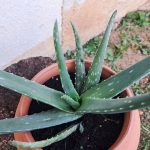Aloe vera