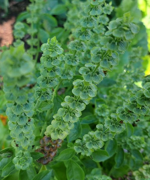 Bazilika je šla v cvet – ali jo lahko še rešite?