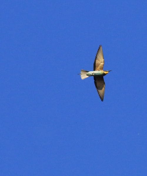 Ptič čebelar, ta najlepši prebivalec slovenskega neba, očaral ljubitelje narave