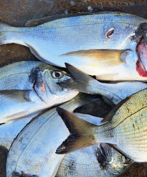 Ta črni del sveže orade lahko zagreni vašo večerjo