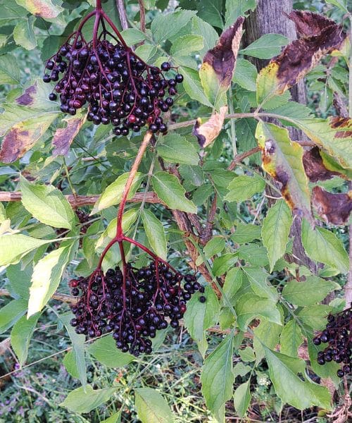 Kako uporabiti plodove črnega bezga – recepti za sirup, marmelado in liker