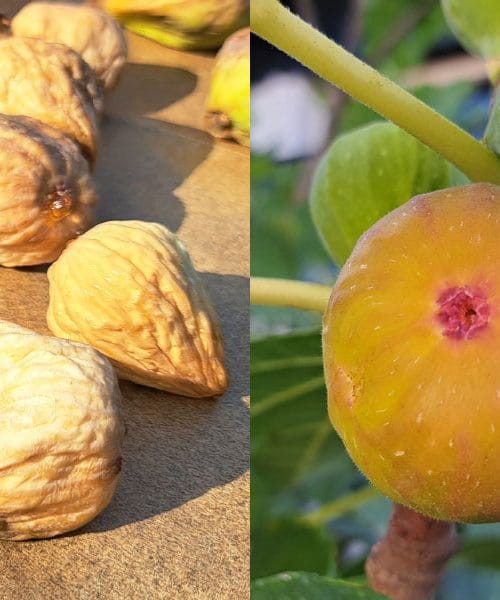 Domače fige in tiste z morja – razlike, ki jih občutite na prvem ugrizu