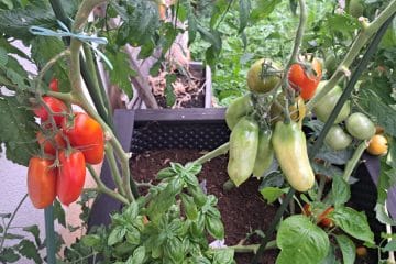 Ni vsako gnojilo za paradižnik isto: pri veliki letini odloča predvsem pravi trenutek
